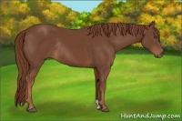 Horse Color:Chestnut Rabicano 