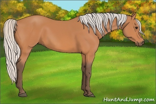 Horse Color:Silver Bay 