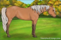 Horse Color:Silver Bay
