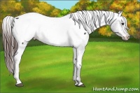Horse Color:Brown Appaloosa Rabicano  Brindle