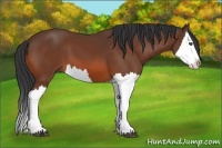 Horse Color:Bay Splash 
