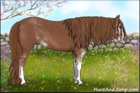 Horse Color:Chestnut Sabino