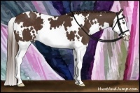 Horse Color:White Spotted Liver Chestnut Splash 