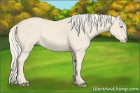 Horse Color:Cremello Frame