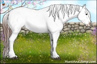 Horse Color:Brown Appaloosa 