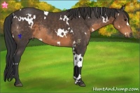 Horse Color:White Spotted Buckskin