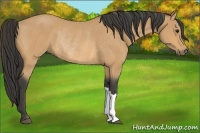 Horse Color:Buckskin Rabicano