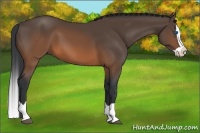 Horse Color:Brown Splash