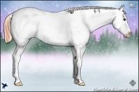 Horse Color:Liver Chestnut Snowflake Varnish