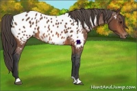 Horse Color:Bay Frame Appaloosa Rabicano 