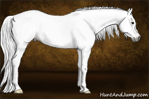 Horse Color:Gray Bay Appaloosa 