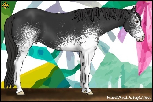 Horse Color:White Spotted Liver Chestnut 