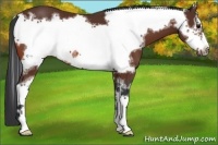 Horse Color:Bay Sabino Frame 