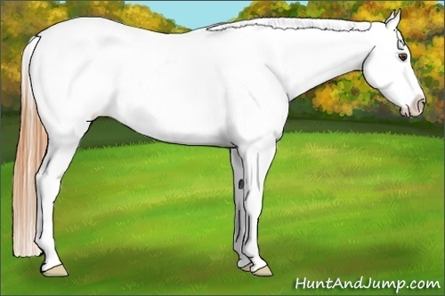 Horse Color:Buckskin Dun Tobiano Appaloosa