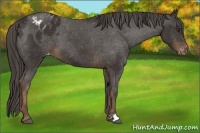 Horse Color:Liver Chestnut Appaloosa