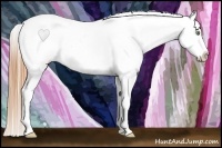 Horse Color:Gold Champagne Appaloosa 