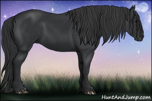 Horse Color:Black 