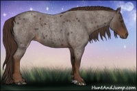 Horse Color:Liver Red Roan 