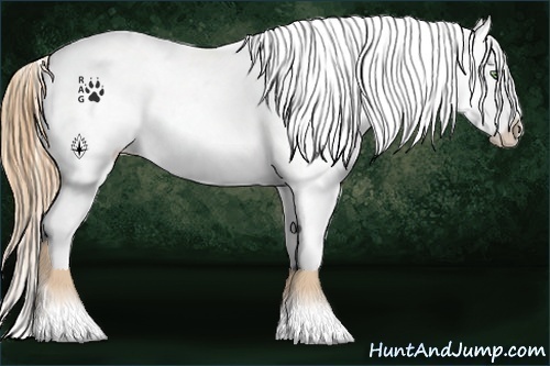Horse Color:White Spotted Gold Champagne Appaloosa 