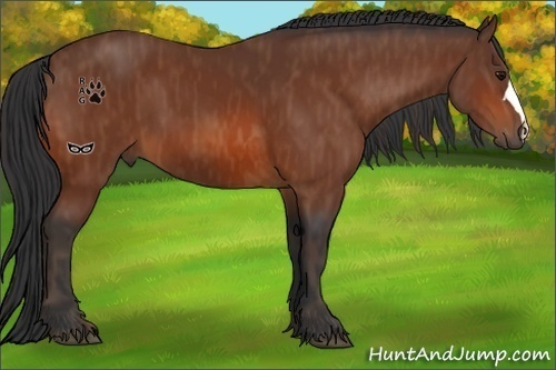 Horse Color:Bay  Brindle