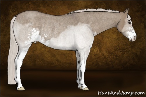 Horse Color:Silver Grullo Roan Sabino Rabicano