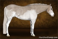 Horse Color:Silver Grullo Roan Sabino Rabicano