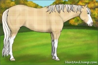 Horse Color:Plaid Gold Cream Champagne Splash