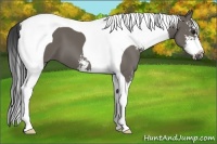 Horse Color:Smoky Grullo Sabino Tobiano