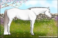 Horse Color:Brown Appaloosa