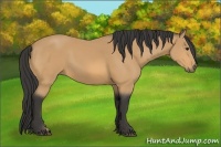Horse Color:Buckskin 