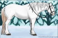 Horse Color:Chestnut Appaloosa