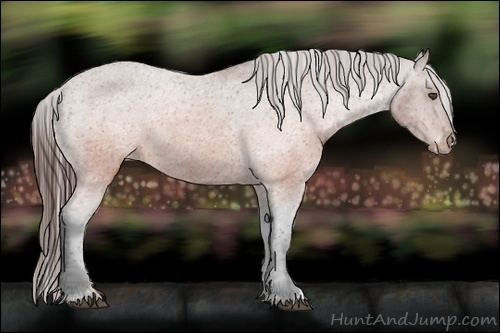 Horse Color:Brown Appaloosa