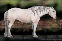 Horse Color:Brown Appaloosa 