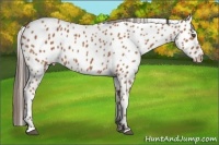 Horse Color:Bay Appaloosa 