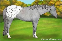 Horse Color:Black Appaloosa