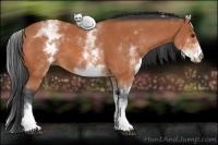 Horse Color:White Spotted Bay 
