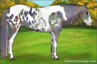 Horse Color:Nacre White Spotted Black Splash Tobiano Frame Appaloosa