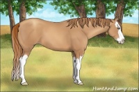 Horse Color:Unknown 