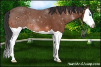 Horse Color:Bay Splash 