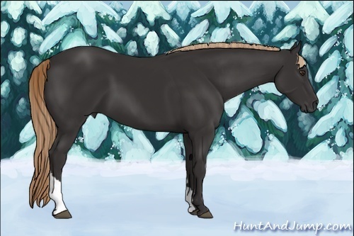 Horse Color:Liver Chestnut Sabino Tobiano