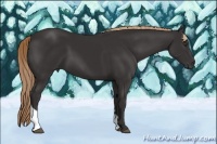 Horse Color:Liver Chestnut Sabino Tobiano 