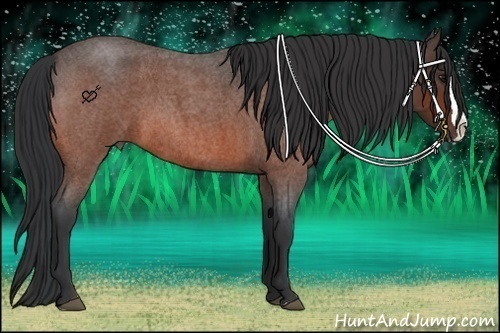 Horse Color:Bay Roan Splash 