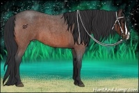 Horse Color:Bay Roan Splash