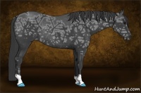 Horse Color:Smoky Black Ice Rabicano 