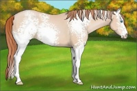Horse Color:White Spotted Buckskin Pearl 