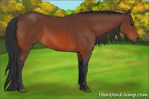 Horse Color:Bay 