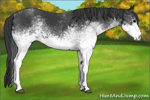 Horse Color:White Spotted Black 