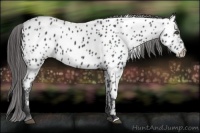 Horse Color:Black Near Leopard 