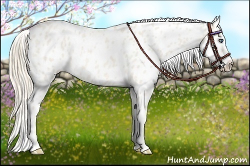 Horse Color:Perlino Roan Blanket