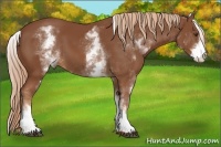 Horse Color:White Spotted Chestnut Frame